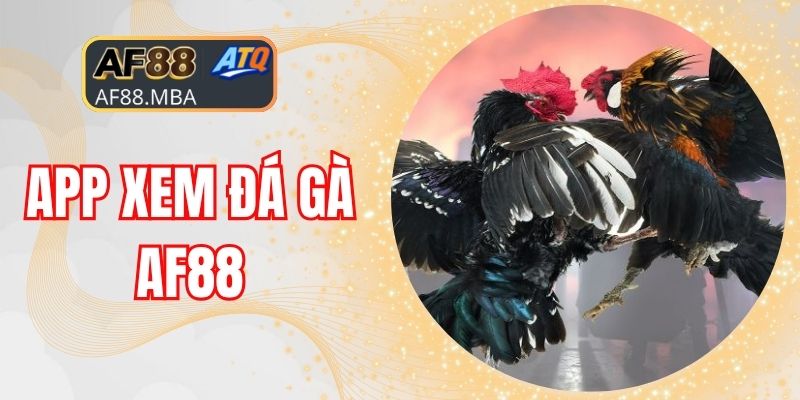 App Xem Đá Gà AF88 - Trực Tiếp Hơn 10.000 Trận Mỗi Ngày