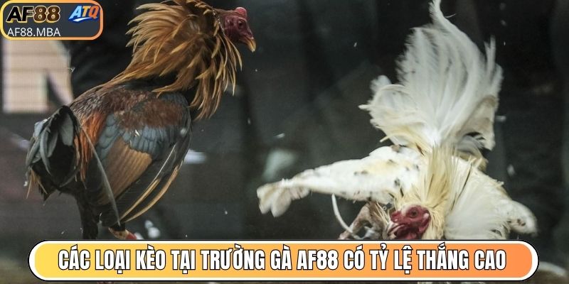 Các loại kèo tại trường gà AF88 có tỷ lệ thắng cao