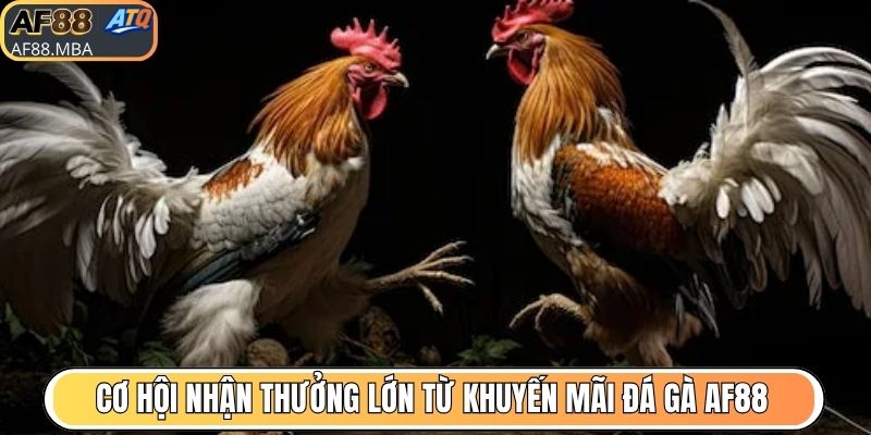 Cơ hội nhận thưởng lớn từ khuyến mãi đá gà AF88