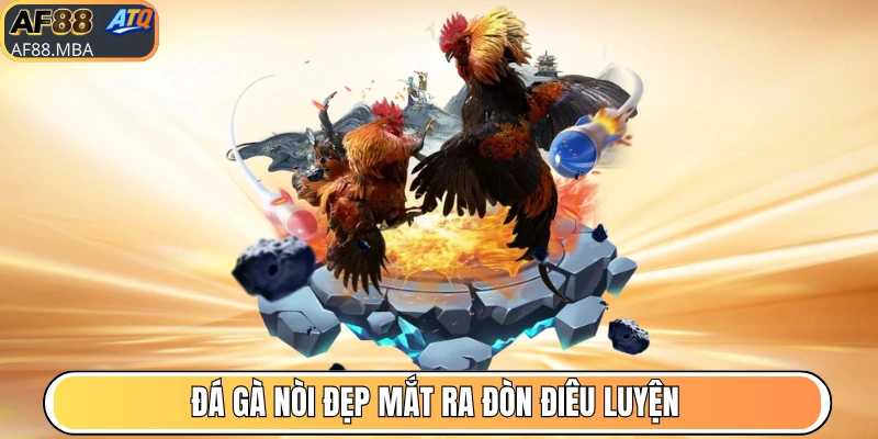 Đá gà nòi đẹp mắt ra đòn điêu luyện