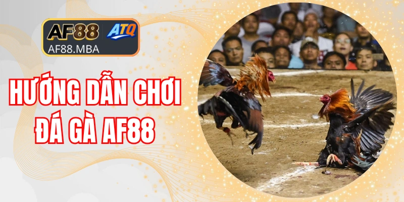 Hướng Dẫn Chơi Đá Gà AF88 Bao Thắng Ăn Đậm Tiền