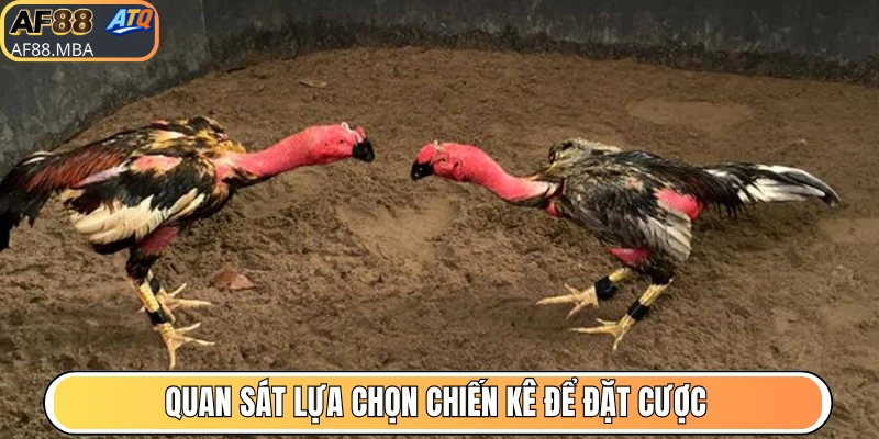 Hướng dẫn chơi đá gà AF88 dựa trên quan sát chiến chọi