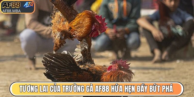 Tương lai của trường gà AF88 hứa hẹn đầy bứt phá