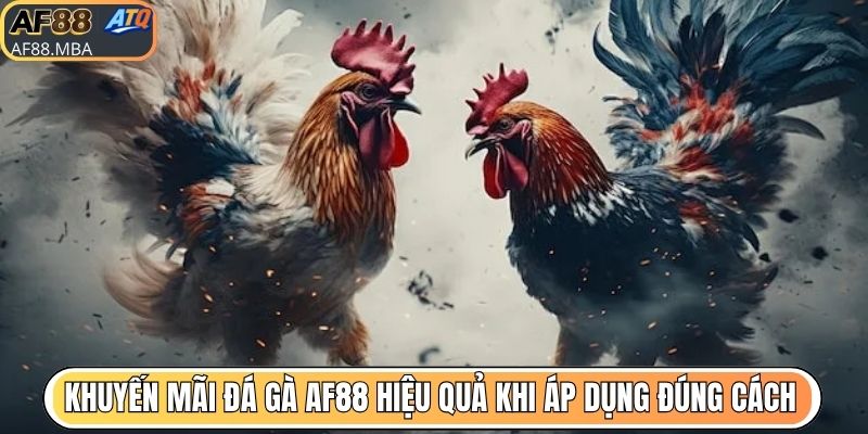 Khuyến mãi đá gà AF88 hiệu quả khi áp dụng đúng cách