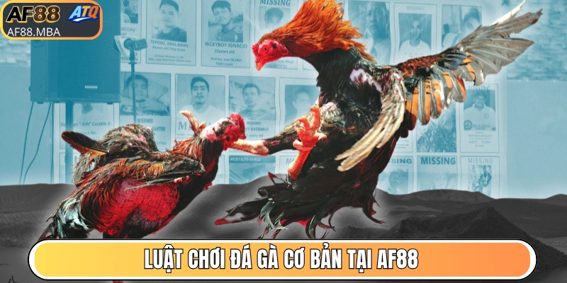 Luật chơi đá gà cơ bản tại AF88