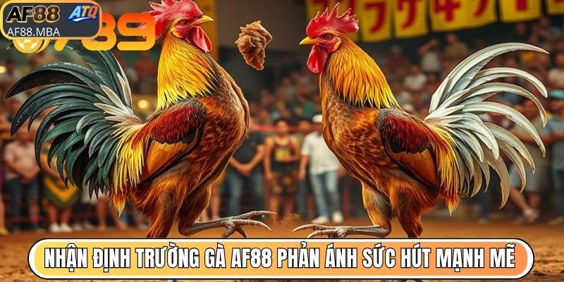 Nhận định trường gà AF88 phản ánh sức hút mạnh mẽ