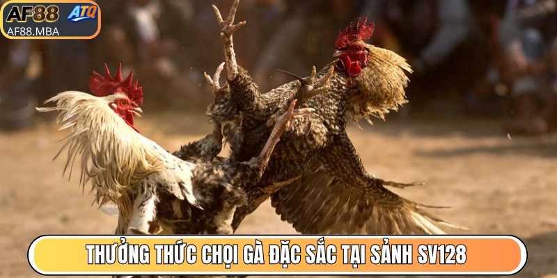 Thưởng thức chọi gà đặc sắc tại sảnh SV128
